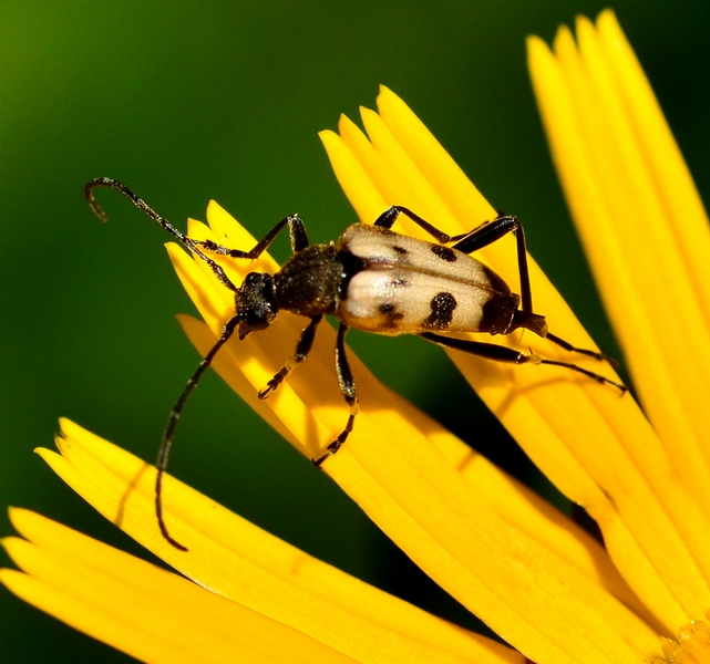 Pachytodes cerambyciformis, Cerambycidae